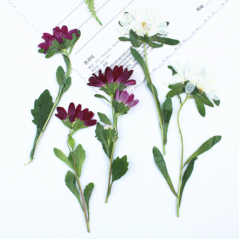 Dried Flower Bookmark - 24 Stück, Mini-Chrysanthemen, gepresste Trockenblumen für