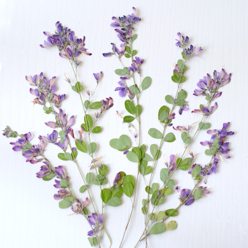 6 Stück, natürliche getrocknet – Dried Flower Bookmark Bewertung und Preis