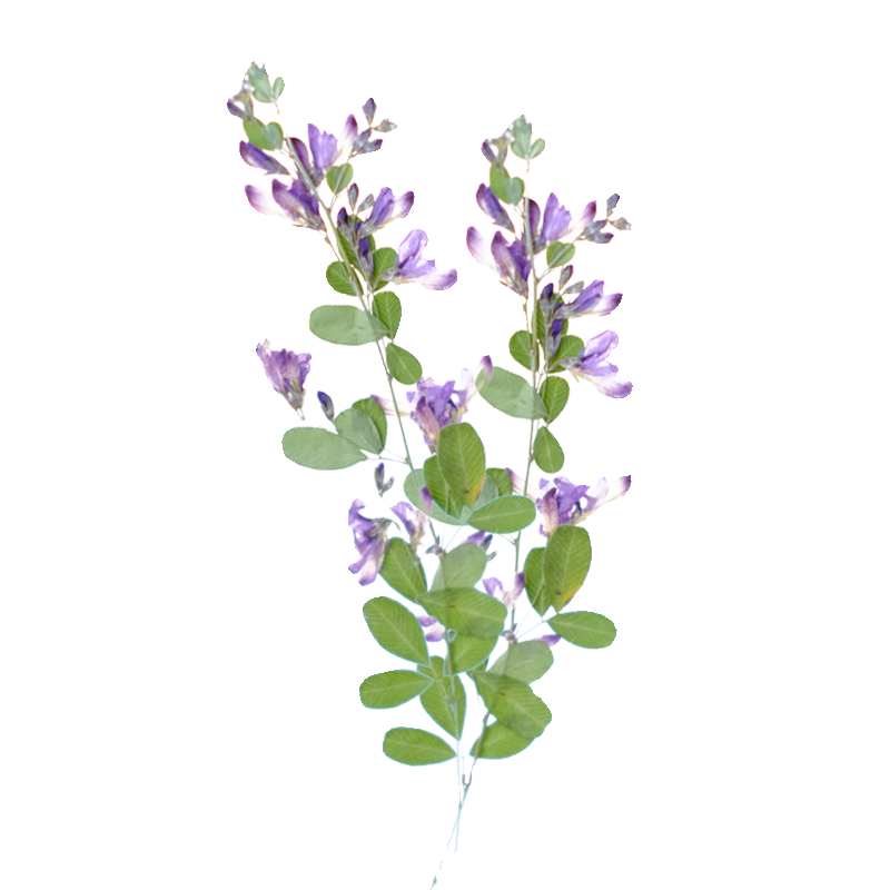 6 Stück, natürliche getrocknet – Dried Flower Bookmark Bewertung und Preis