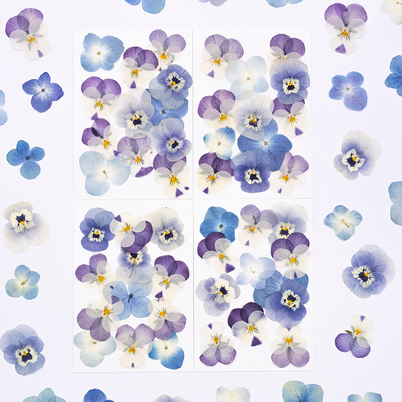12 Stück, Echte Viola Cornuta  – Dried Flower Bookmark Bewertung und Preis