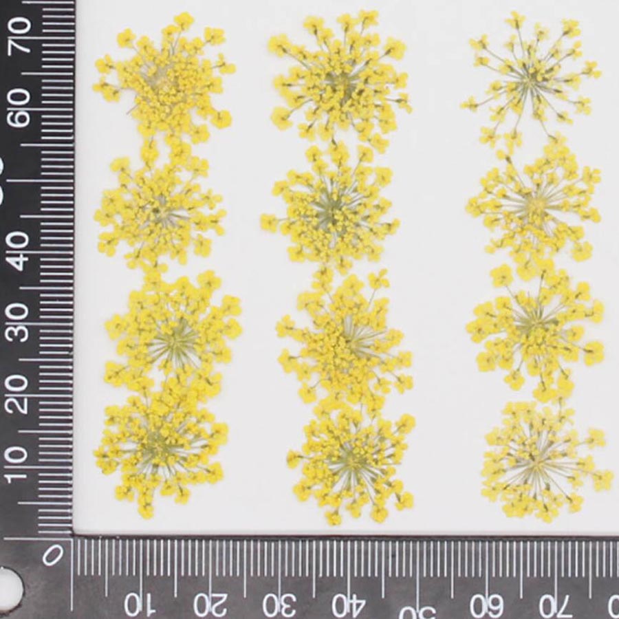 60 stücke gepresst getrocknet  – Dried Flower Bookmark Bewertung und Preis