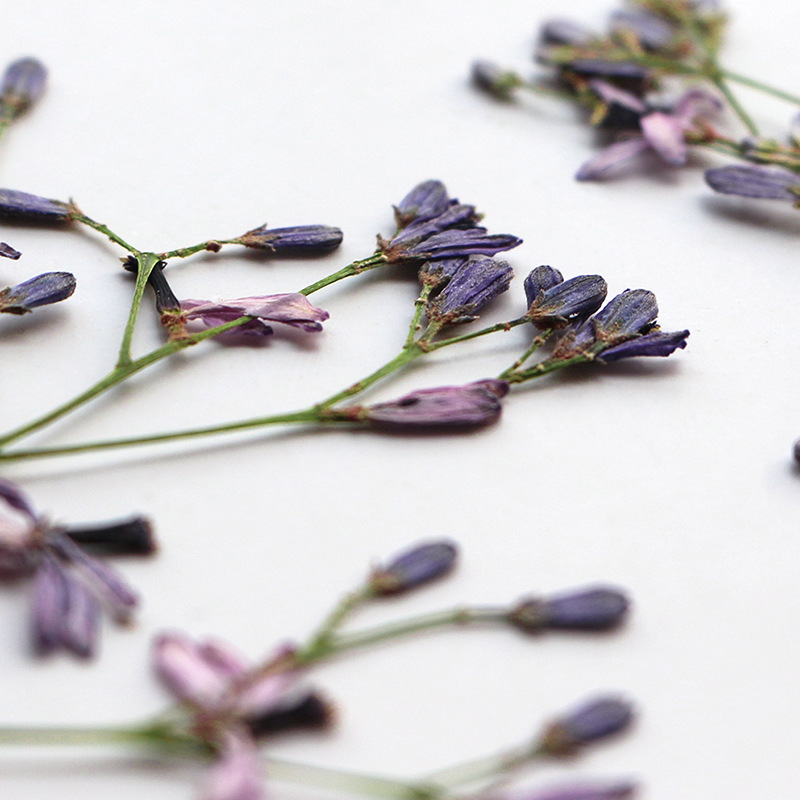 60 Stück Neembaum-Blumenzweige – Dried Flower Bookmark Bewertung und Preis