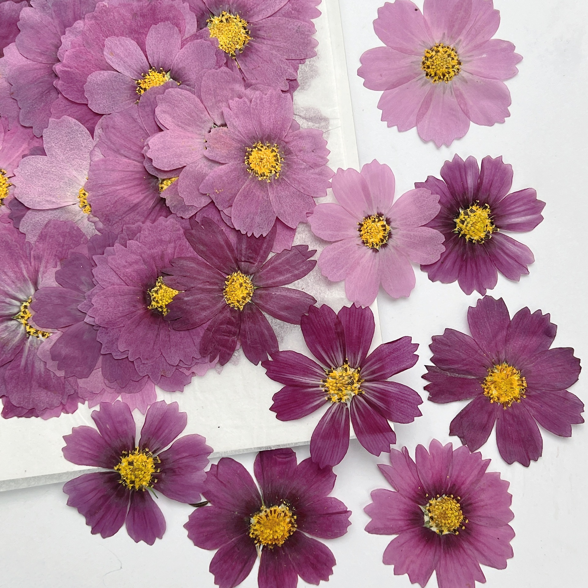 100 Stück Kosmos-Trockenblumen – Dried Flower Bookmark Bewertung und Preis
