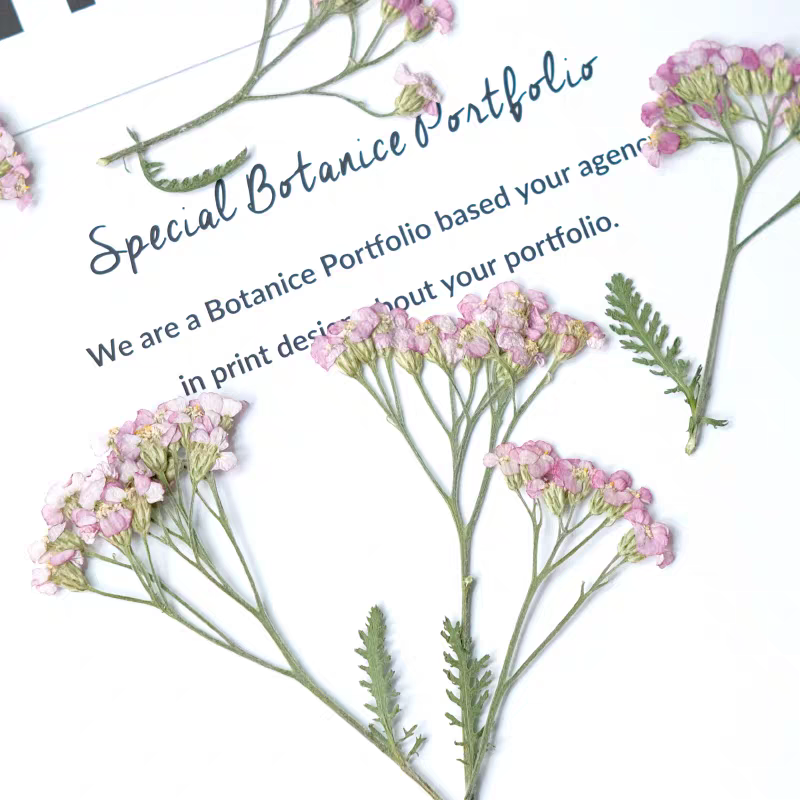 60 Stück gepresste getrocknete – Dried Flower Bookmark Bewertung und Preis