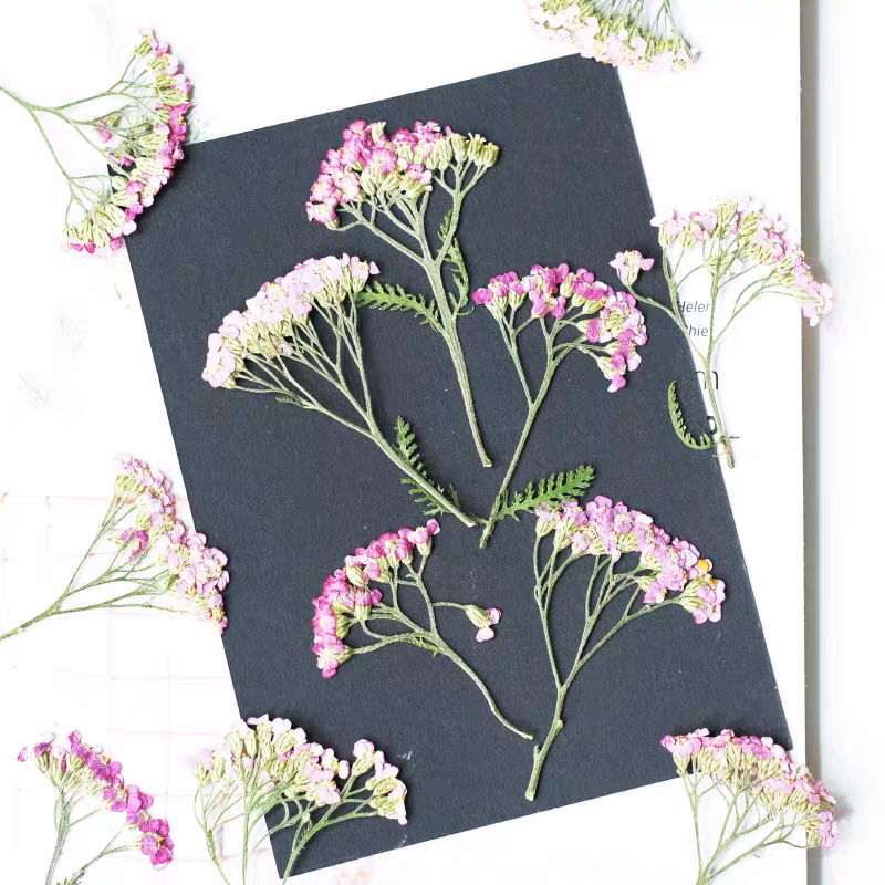 60 Stück gepresste getrocknete – Dried Flower Bookmark Bewertung und Preis