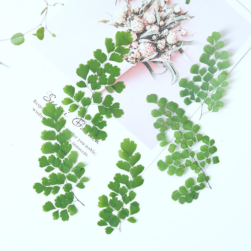 60 Stück Natürliche Pflanzen E – Dried Flower Bookmark Bewertung und Preis